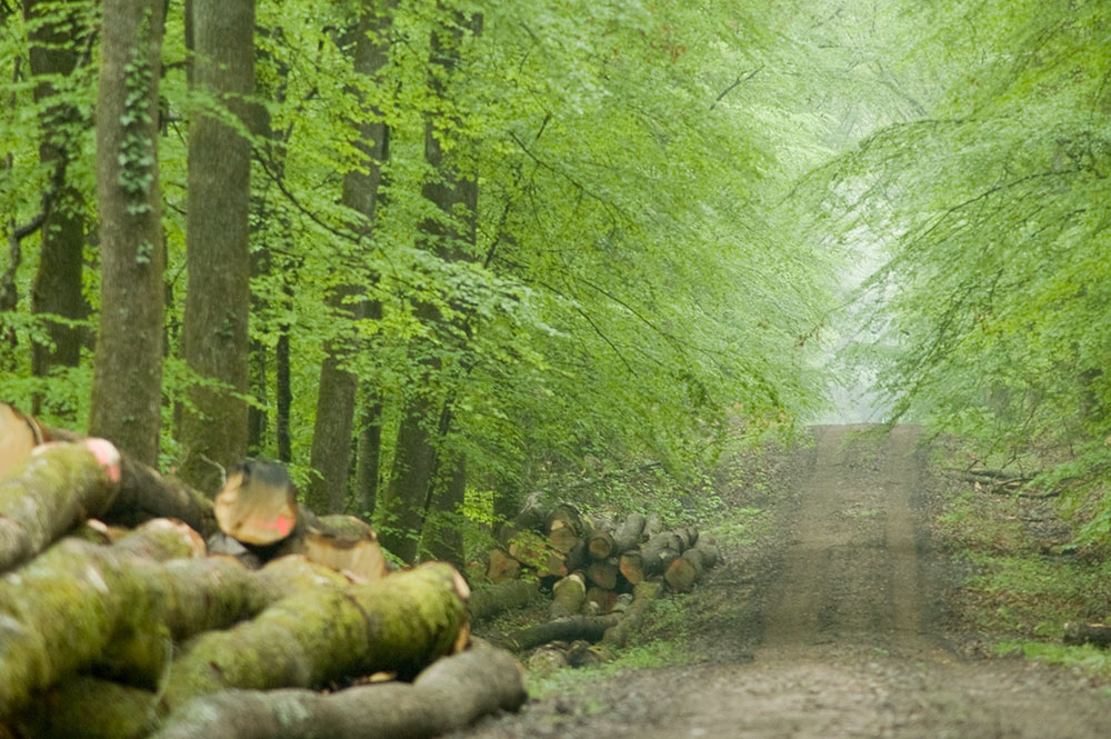 La forêt domaniale de Soulongis